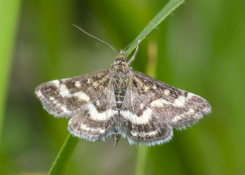 Crambidae - Pyrausta purpuralis